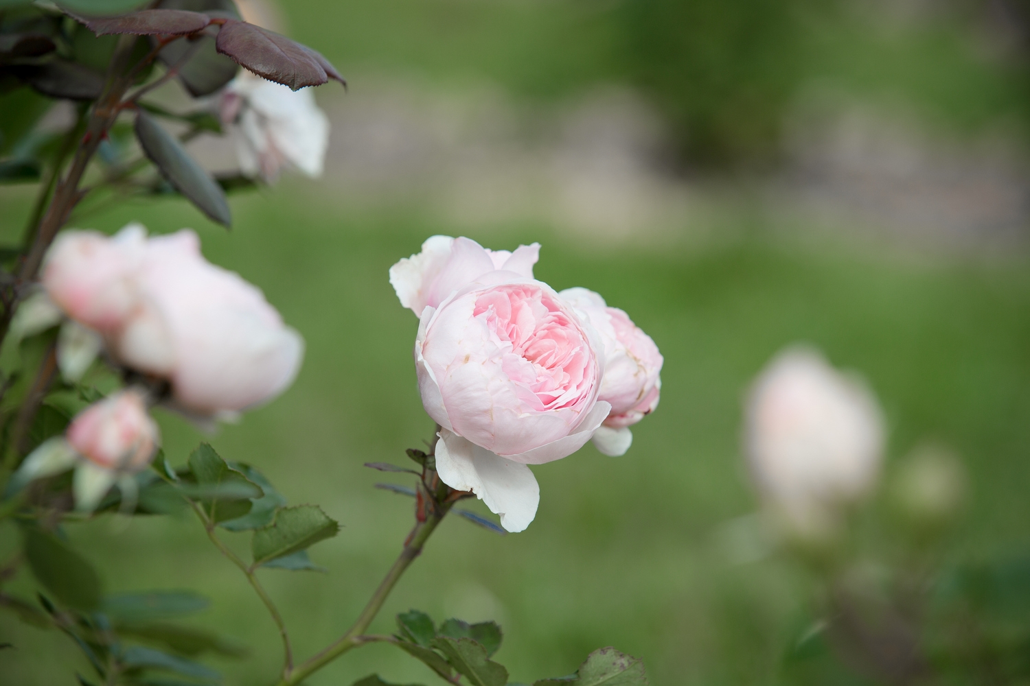 Rožu kolekcijas dārzs "Rozītes"Sēmes pagastā