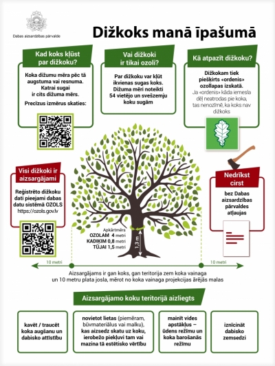 Infografika - dižkoks manā īpašumā