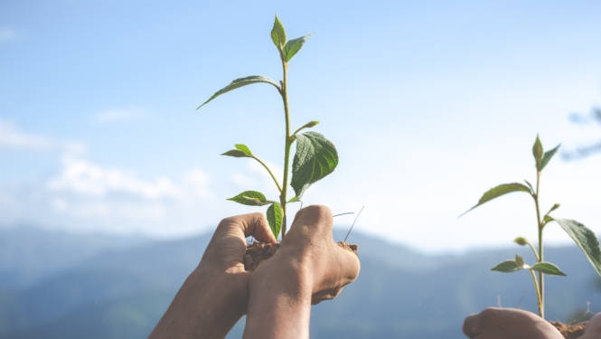 Rokās tiek turēts stādiņš uz debesu un kalnu fona